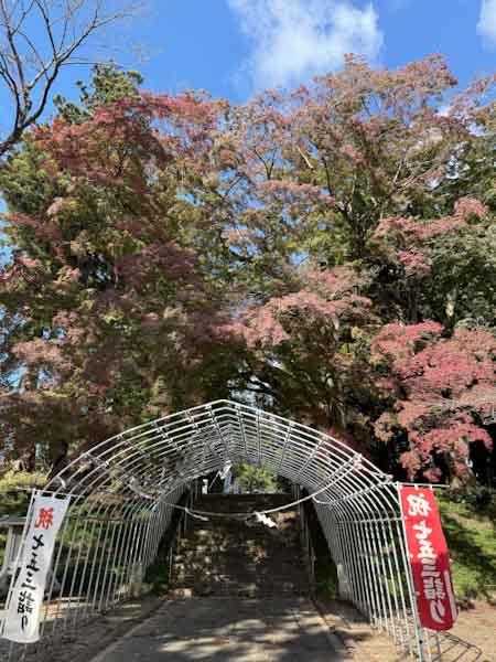 今日11/1時点の賀茂神社のイロハモミジ